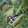 Papillon. Ecaille villageoise. Lépidoptères famille des Erebidaes.  Au jardin. LISE JALOUX